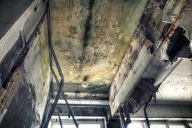 Best Mold Damage Restoration  in Warroad, MN